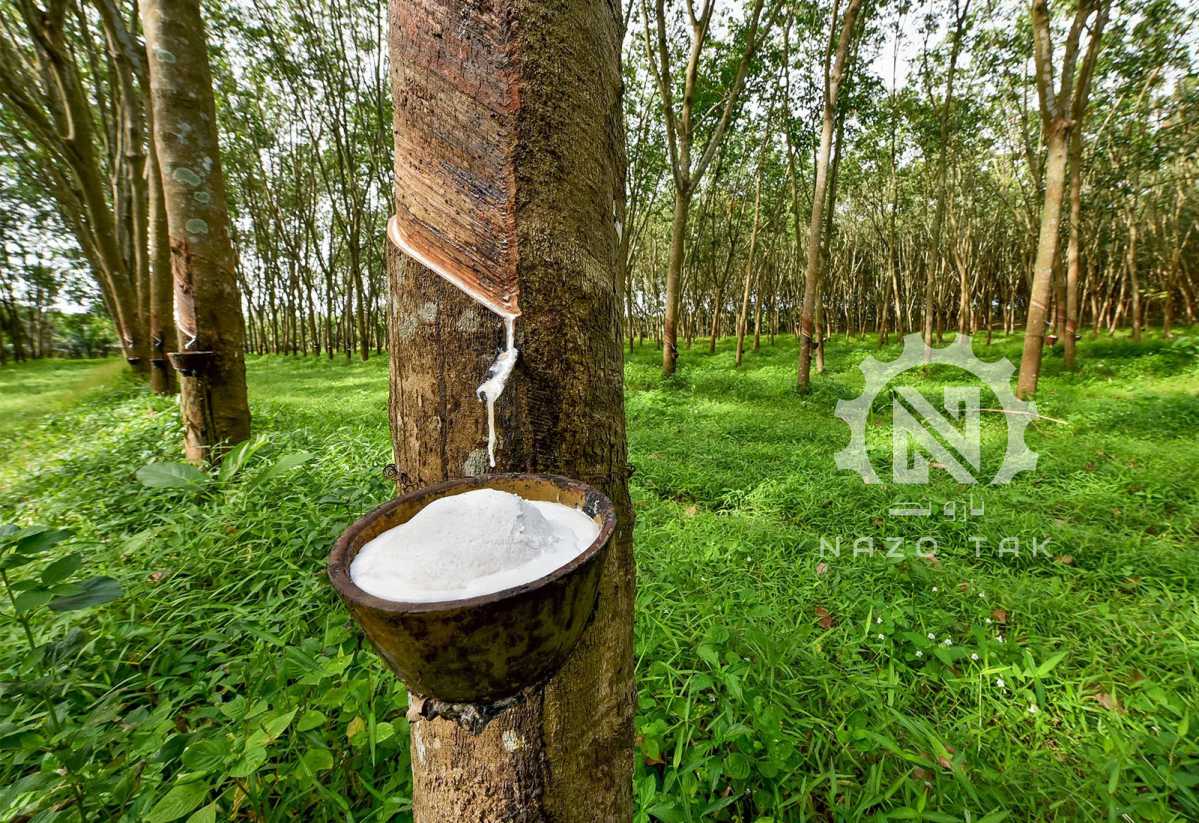 Latex rubber tree